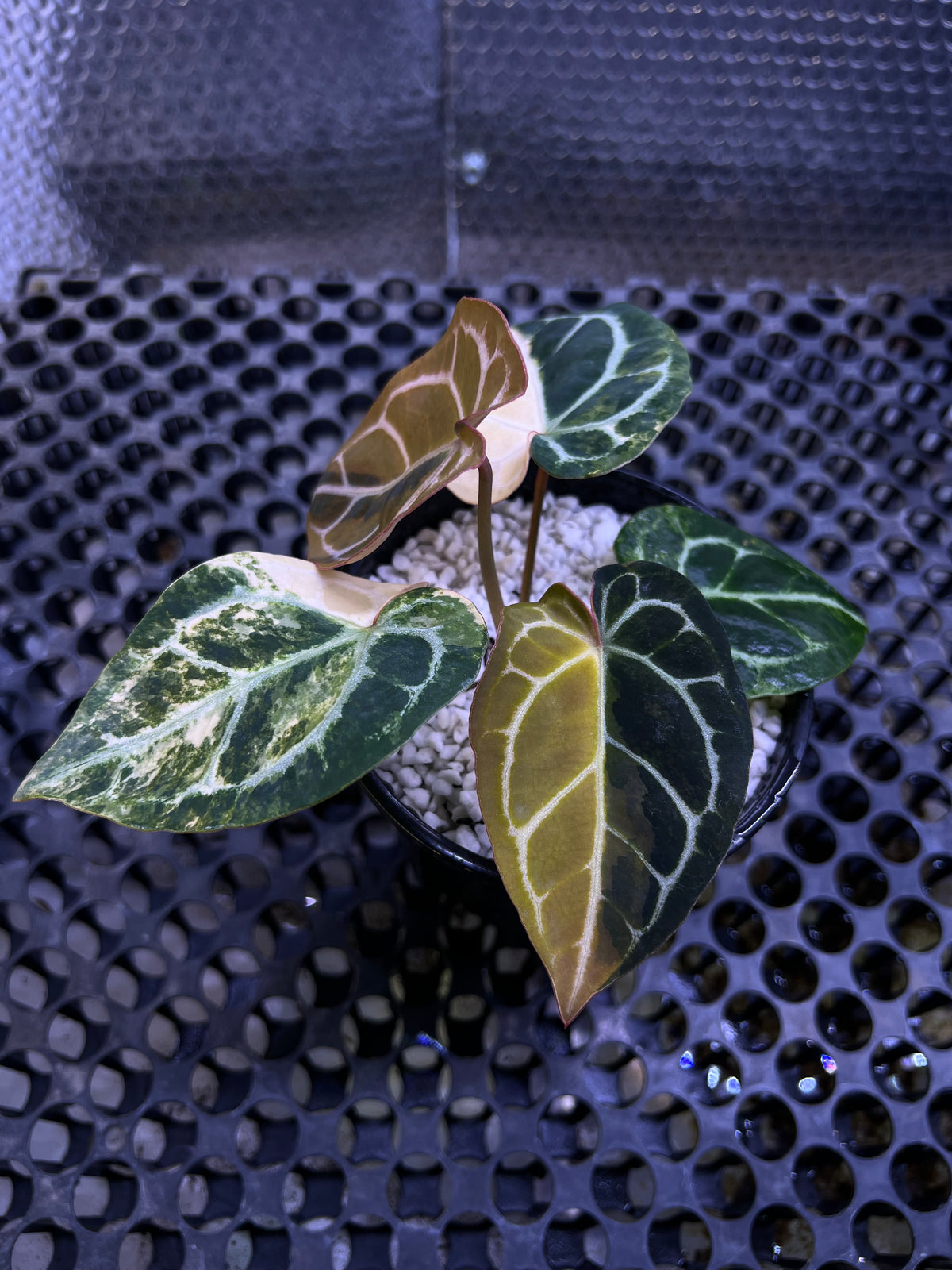 Anthurium Forgetii x Mystic