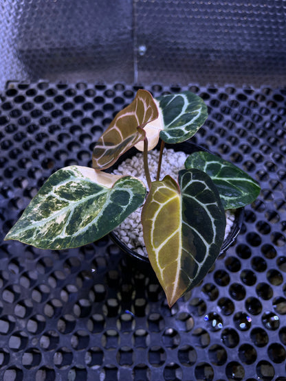 Anthurium Forgetii x Mystic