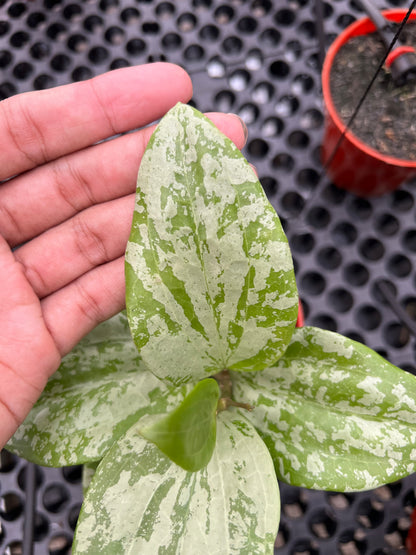 Hoya Glabra High splash