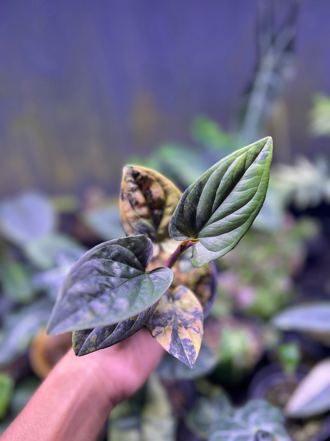 Syngonium erythrophyllum &