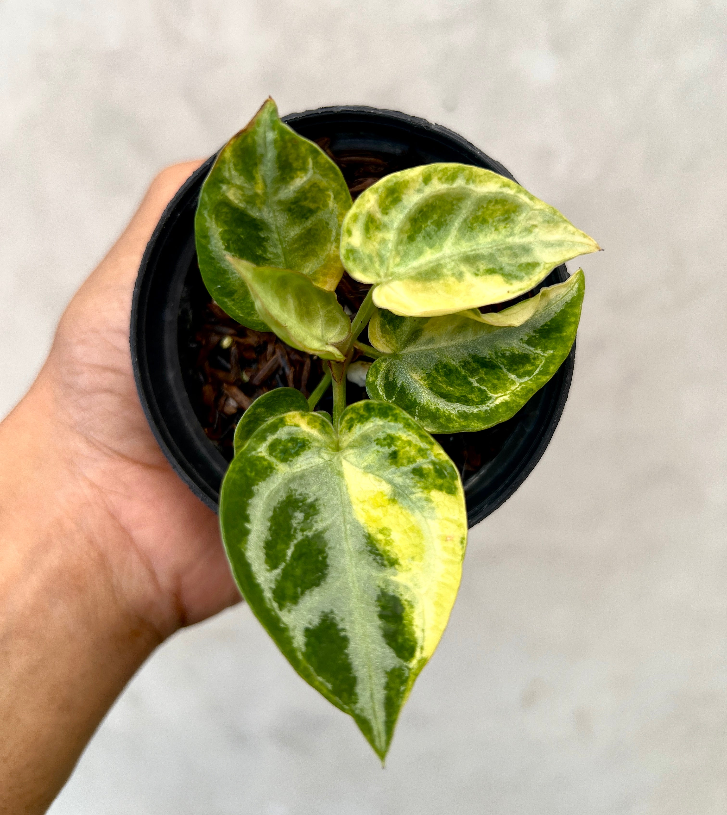 Anthurium Silver Chrome Variegated