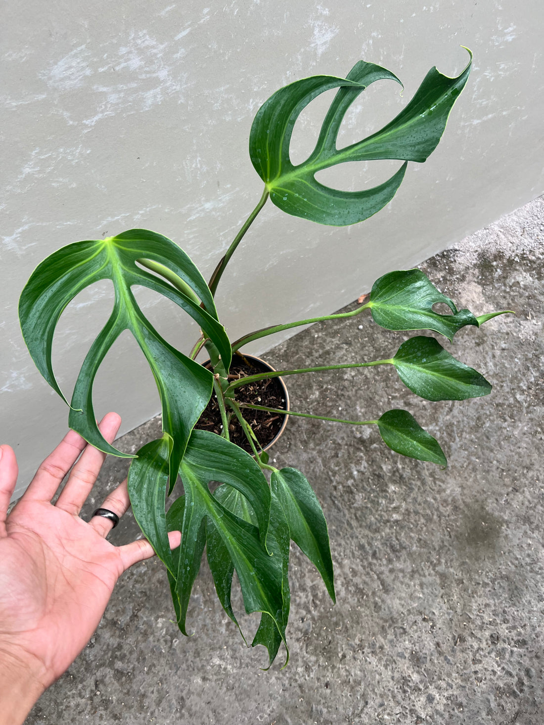 Monstera Burle Marx Flame Medium Size