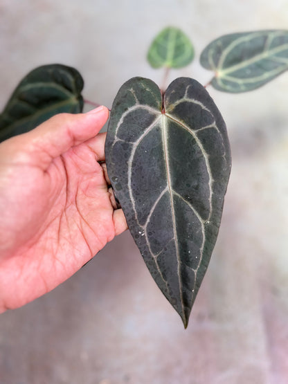 Anthurium ( Dark Handsome x Red Velvet cake) x Michelle Variegated