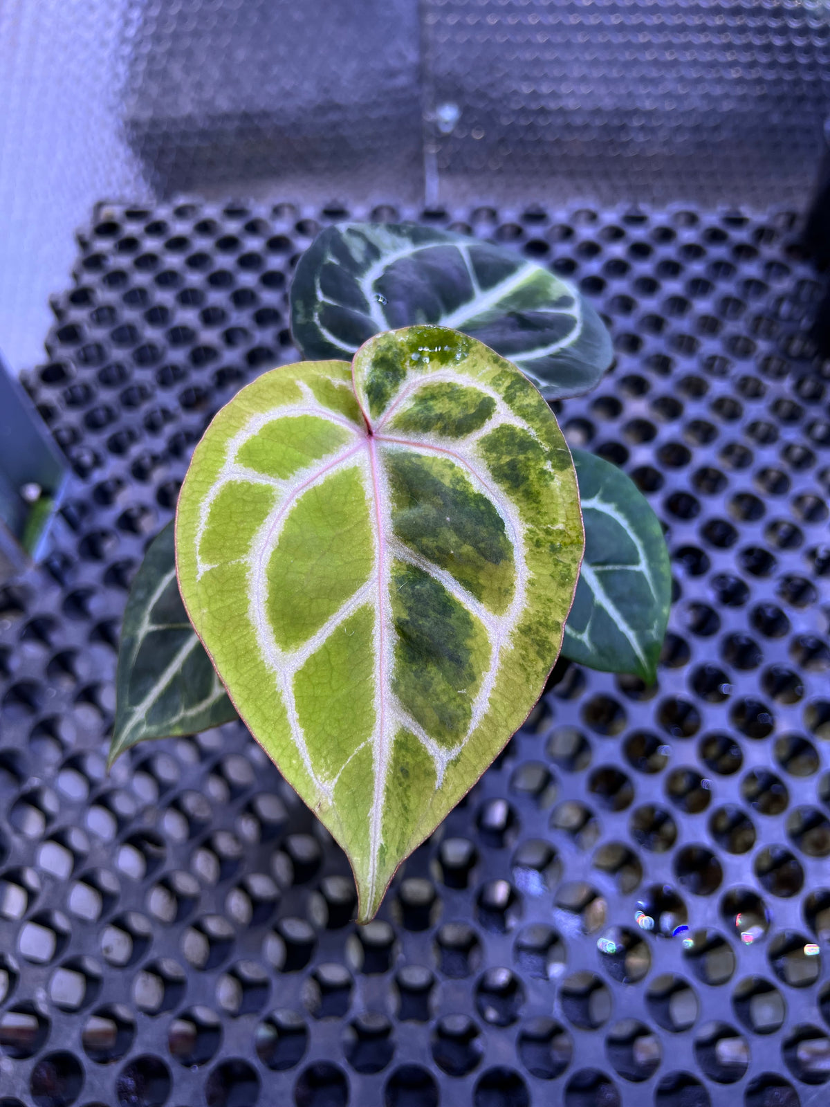 Anthurium Michelle Variegated x Pink Lemonade