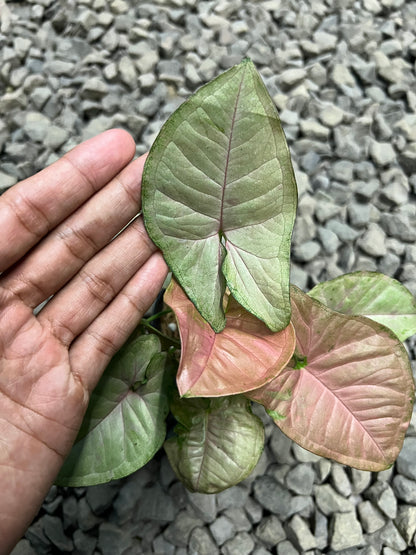 Syngonium Pink star galaxy