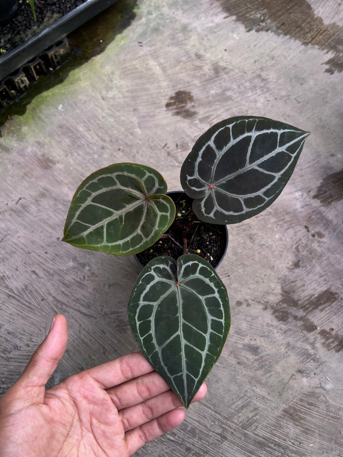 Anthurium Michelle