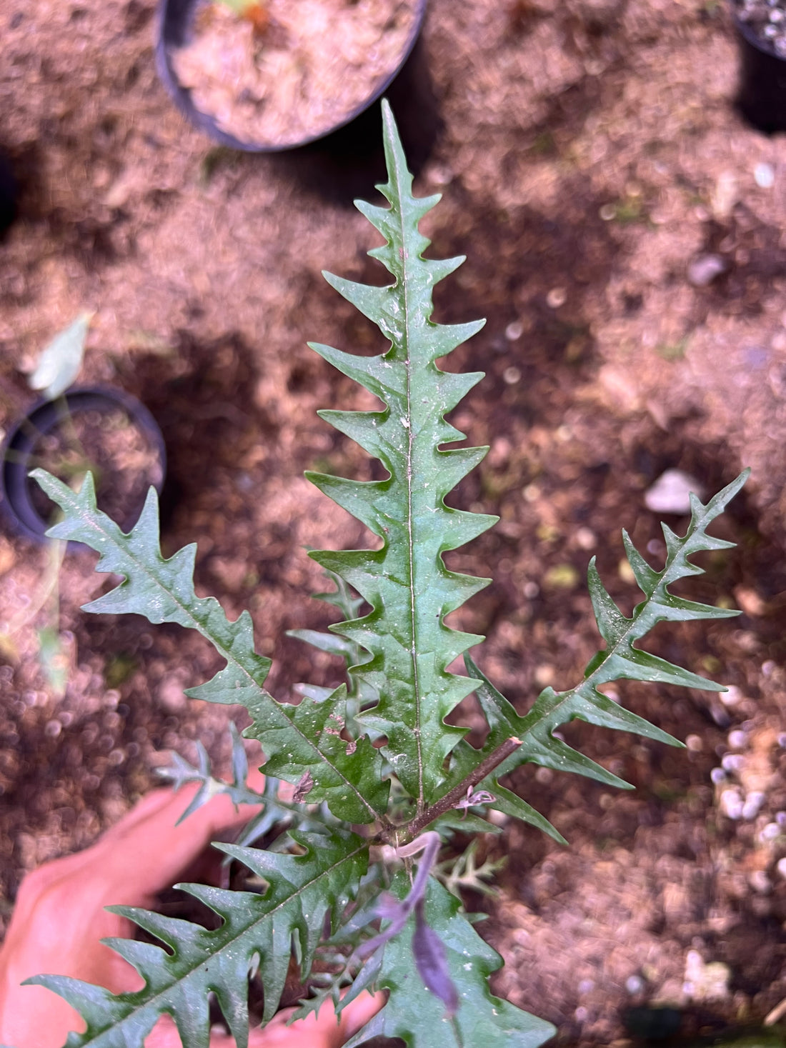 ardisia sp timika papua