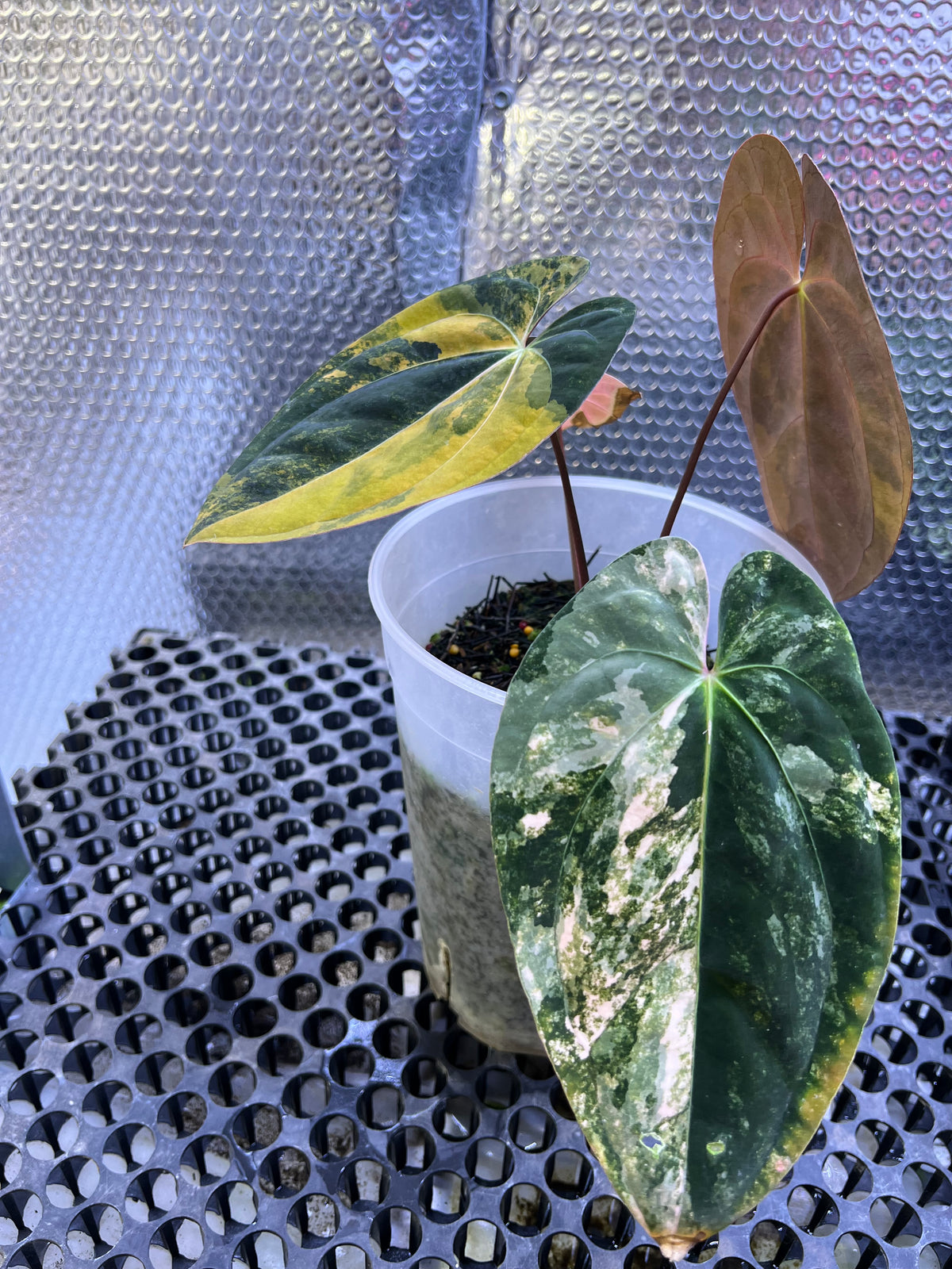 Anthurium Papilillaminum Variegated x Black Velvet