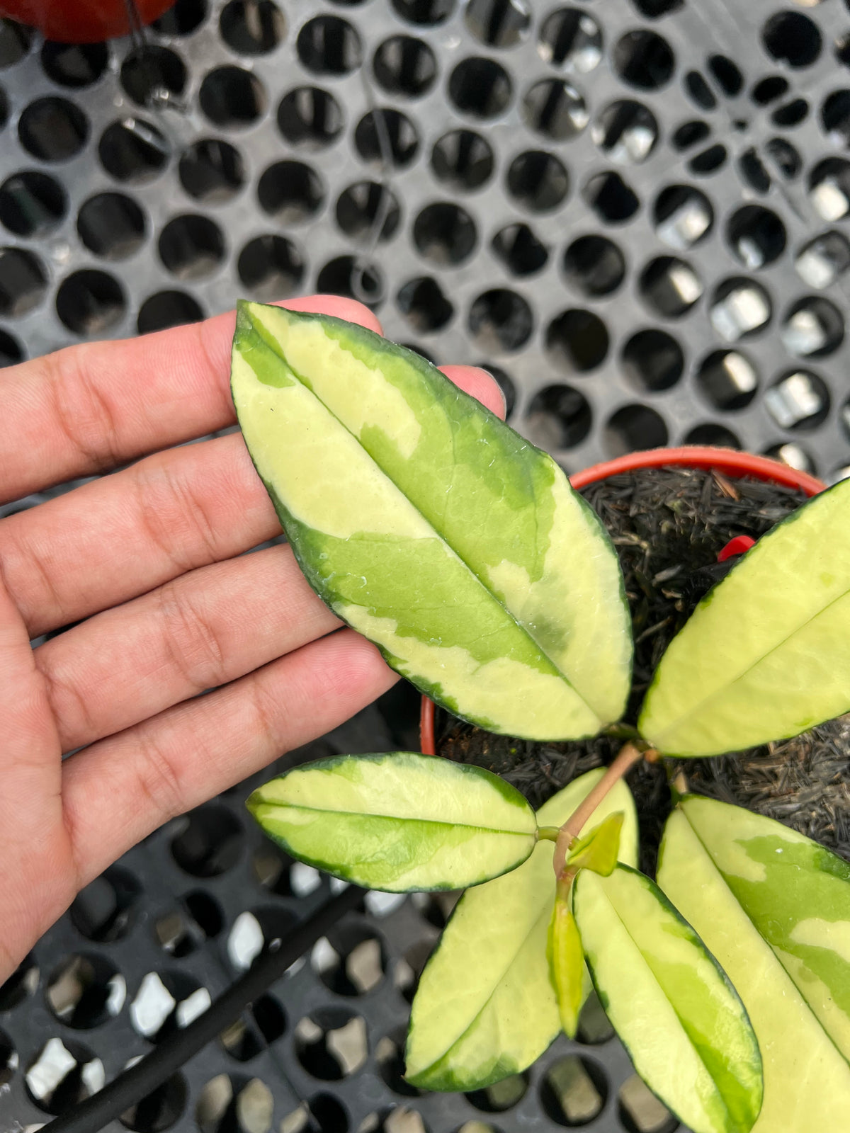 hoya crassipetiolata variegated 4 note