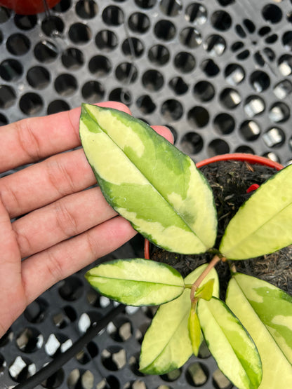 hoya crassipetiolata variegated 4 note