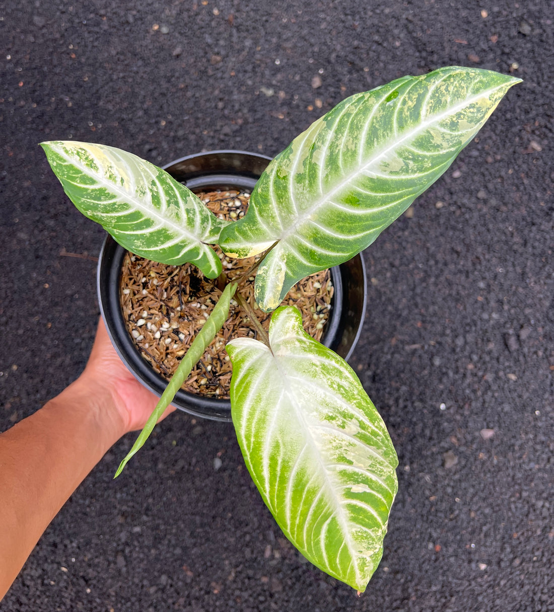 Phyllotaenium Lindenii Variegated