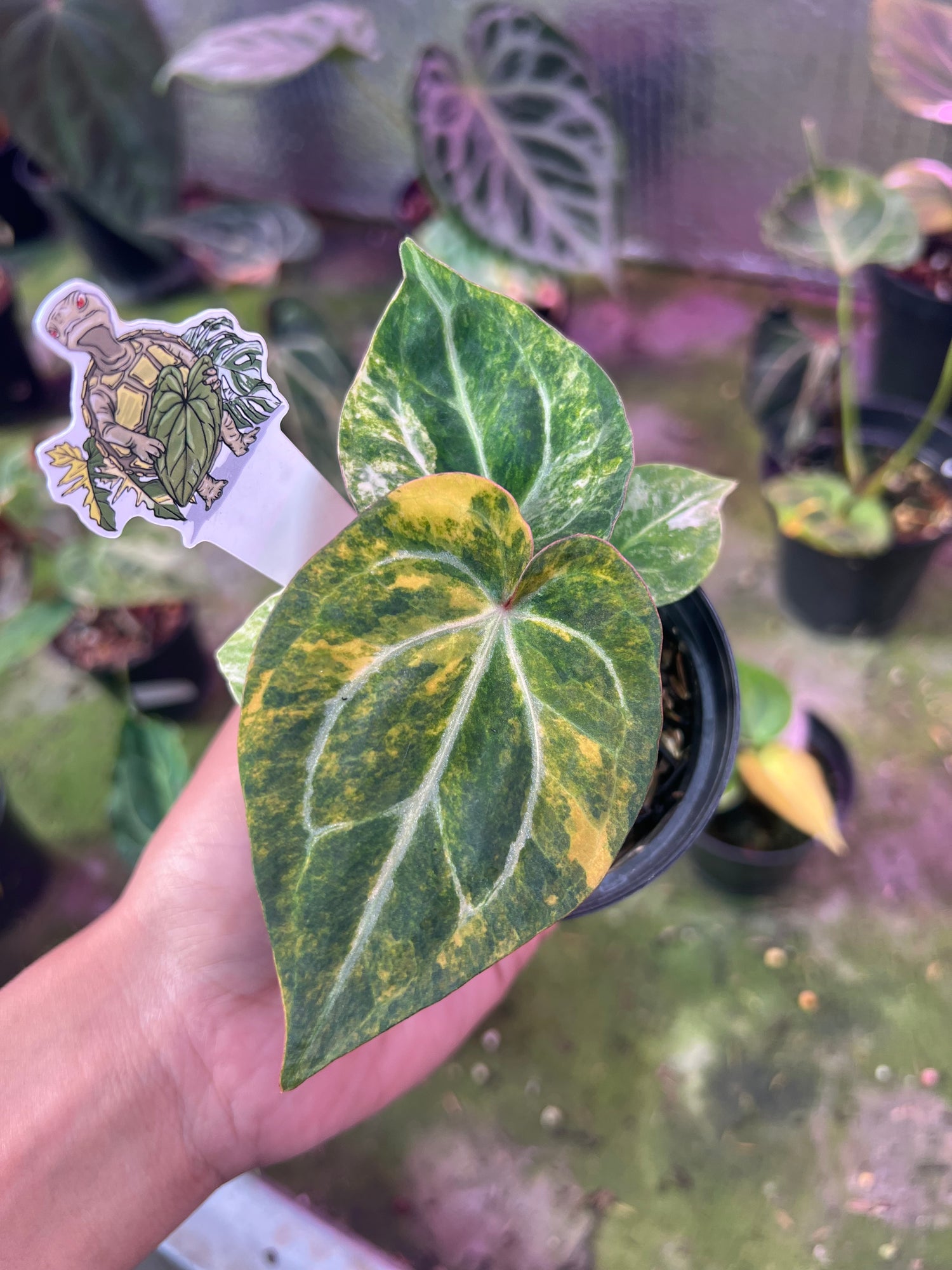 Anthurium Papilillaminum Pink x Michelle