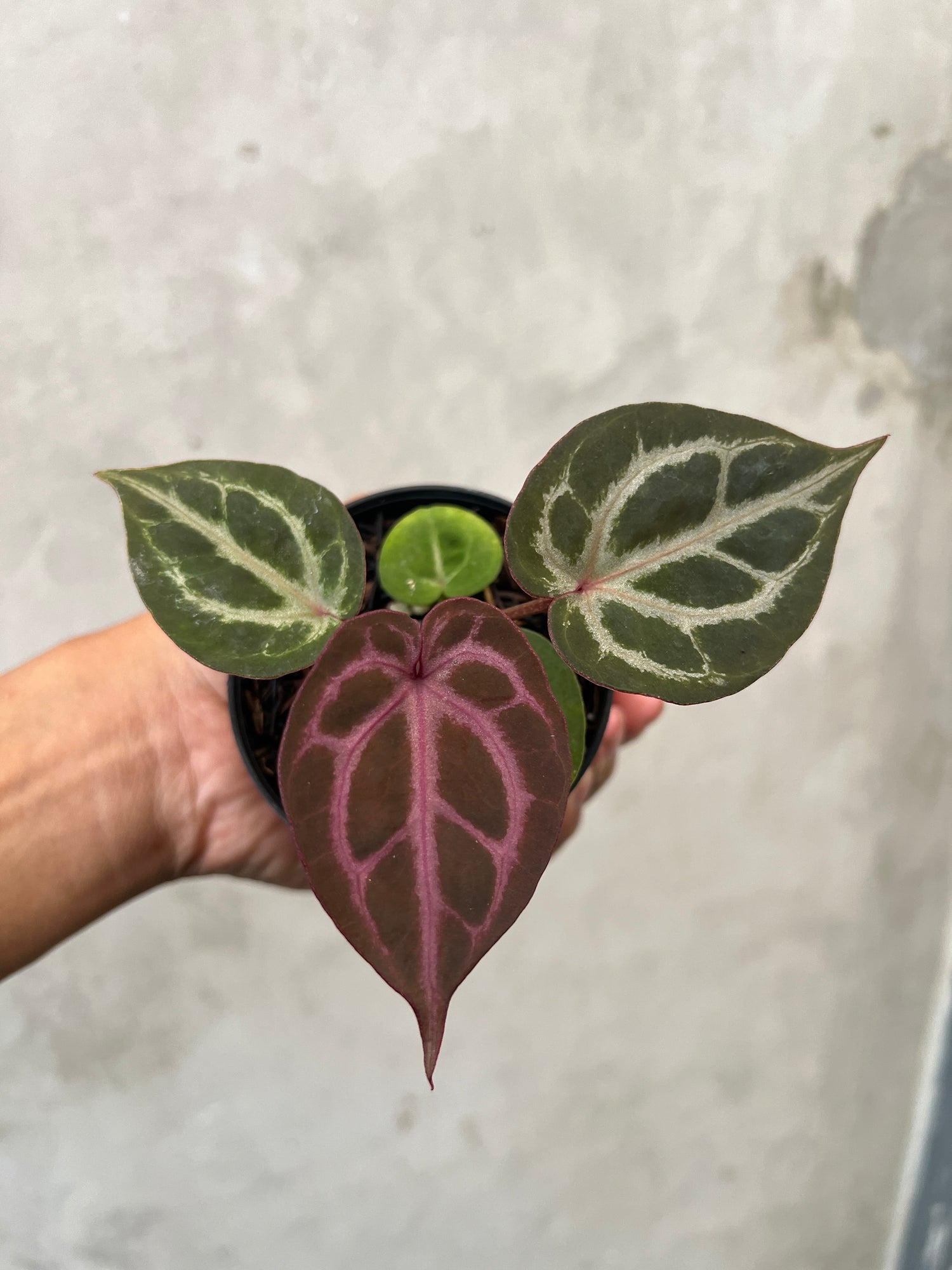 Anthurium Tortoise King