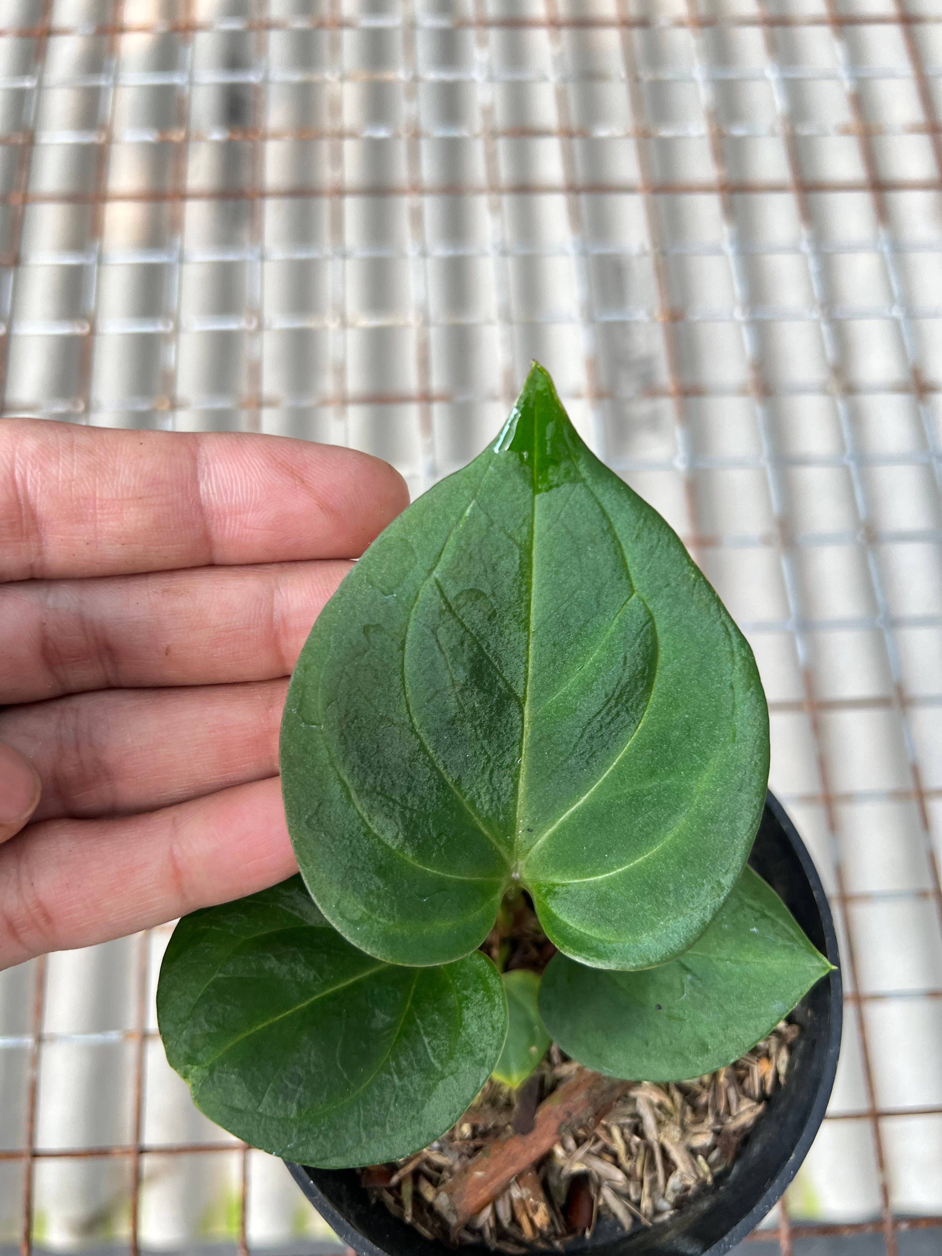 Anthurium King of Spades Small Siza
