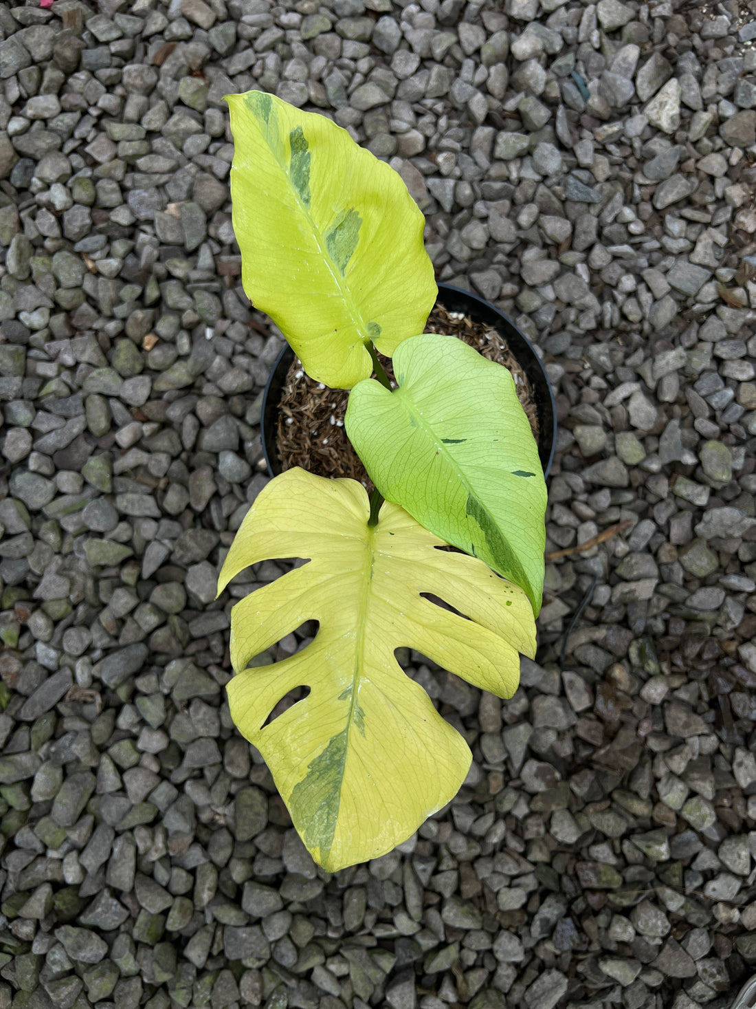 Monstera Yellow Lava