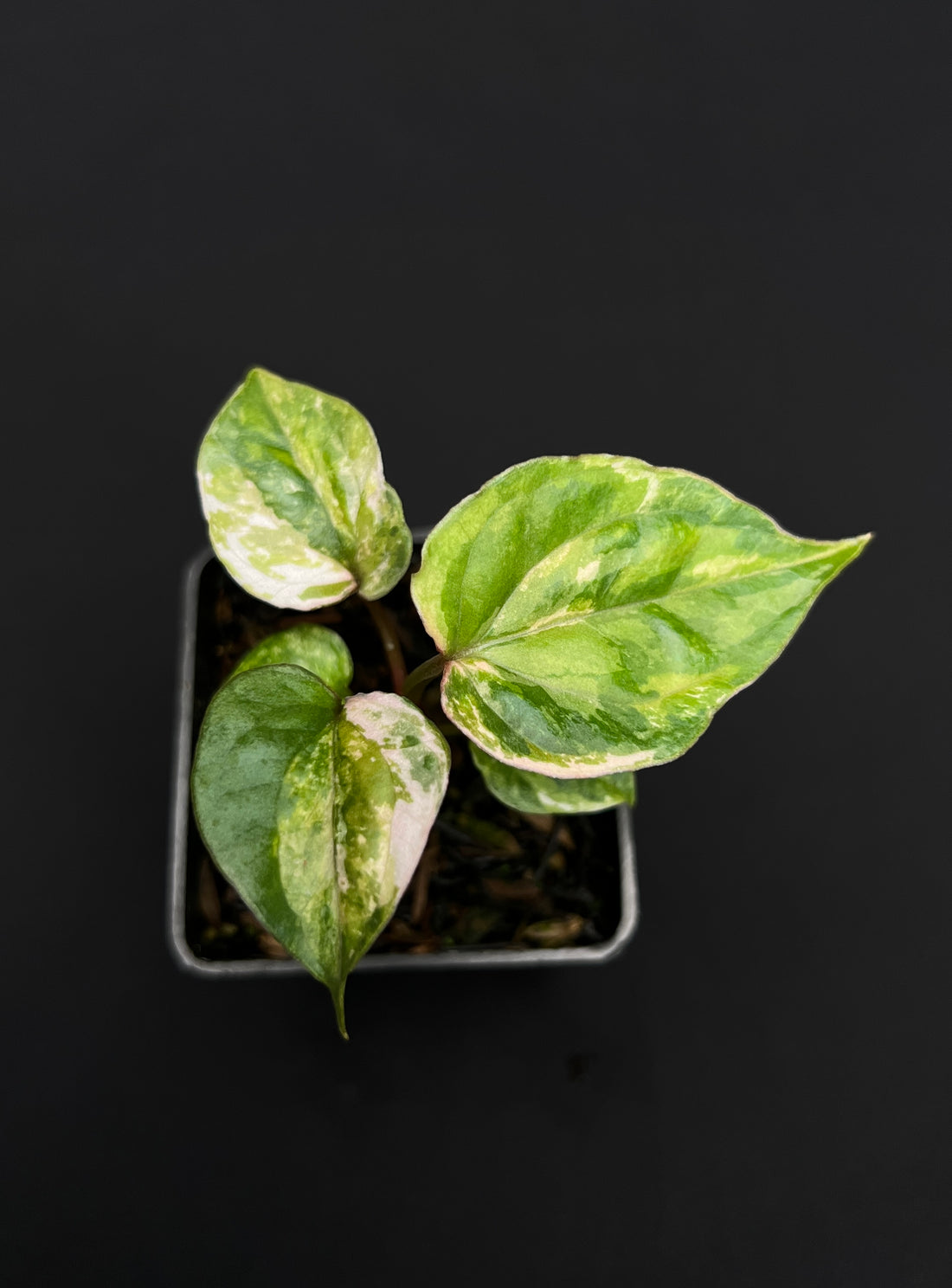 Anthurium Papilillaminum Pink Variegated x Luxurians