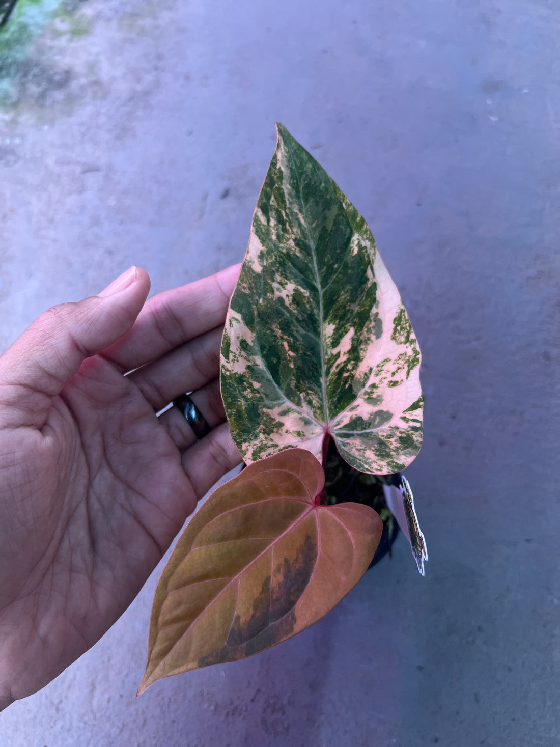 Anthurium Papilillaminum Pink x Red Legacy selected