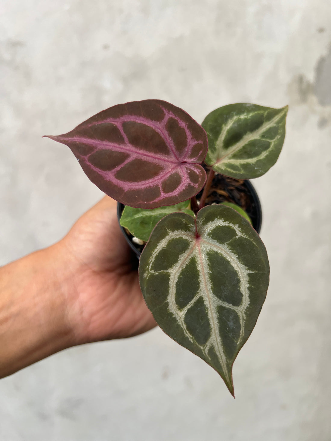 Anthurium Tortoise King