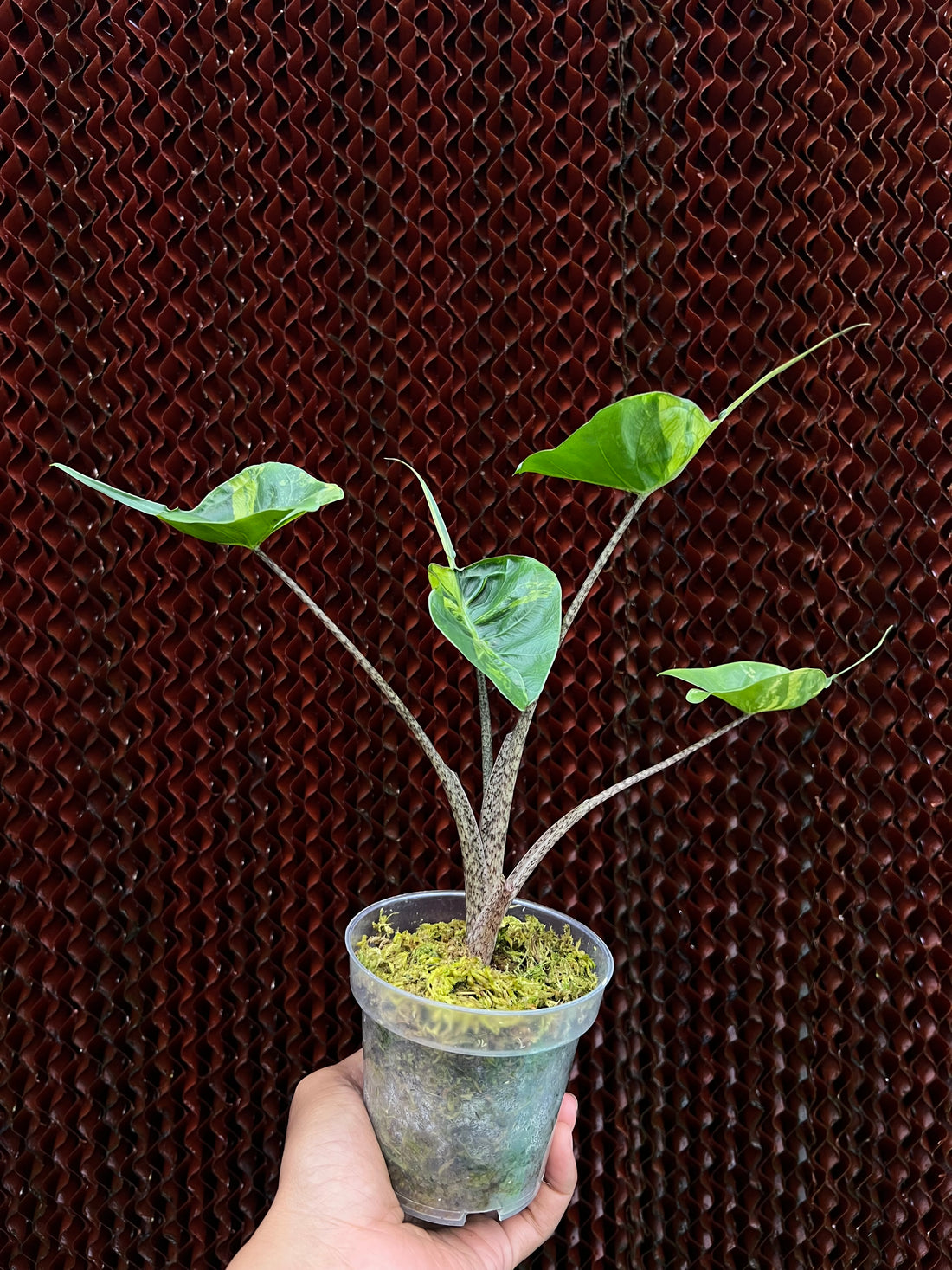 Alocasia Stringray Aurea Variegated