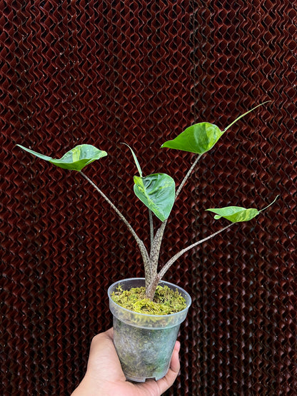 Alocasia Stringray Aurea Variegated