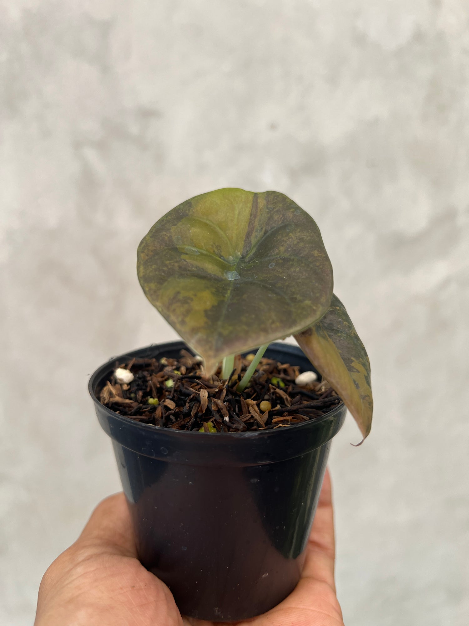 Alocasia Cuprea Latte Variegated