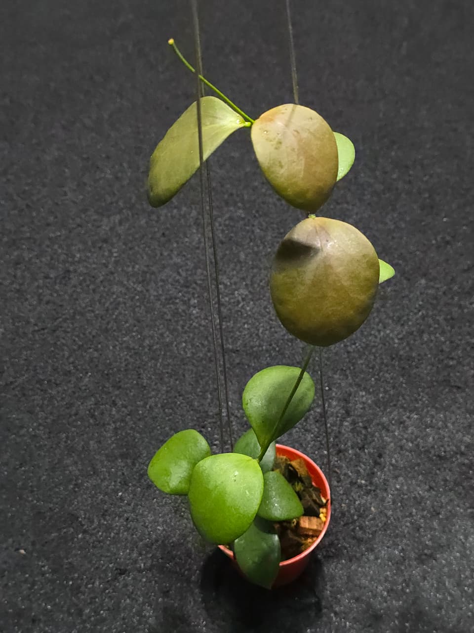 Hoya Anullata