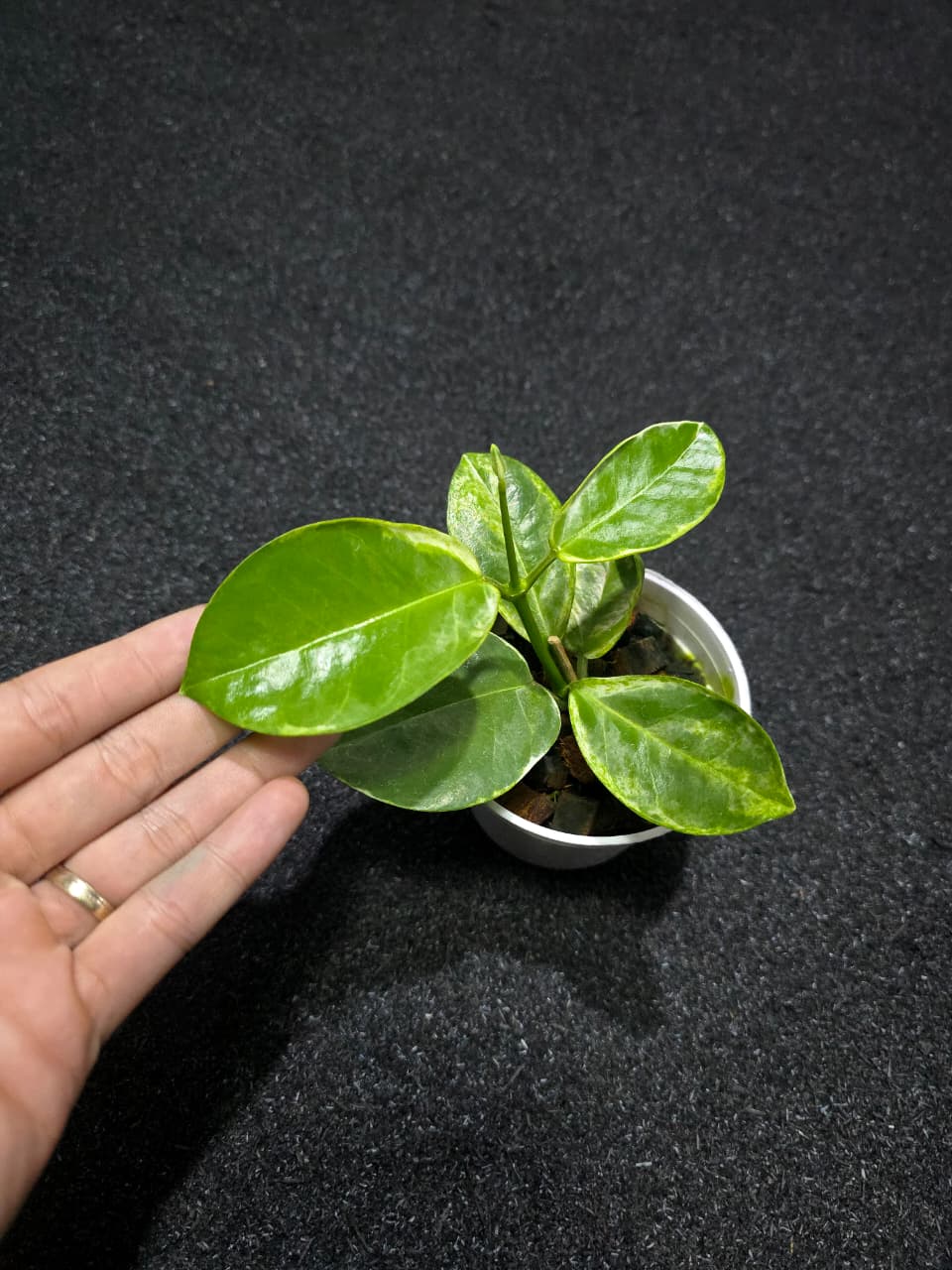 Hoya Australis Peridot