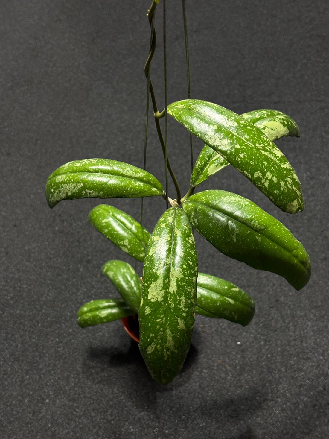 Hoya Aztec Gems