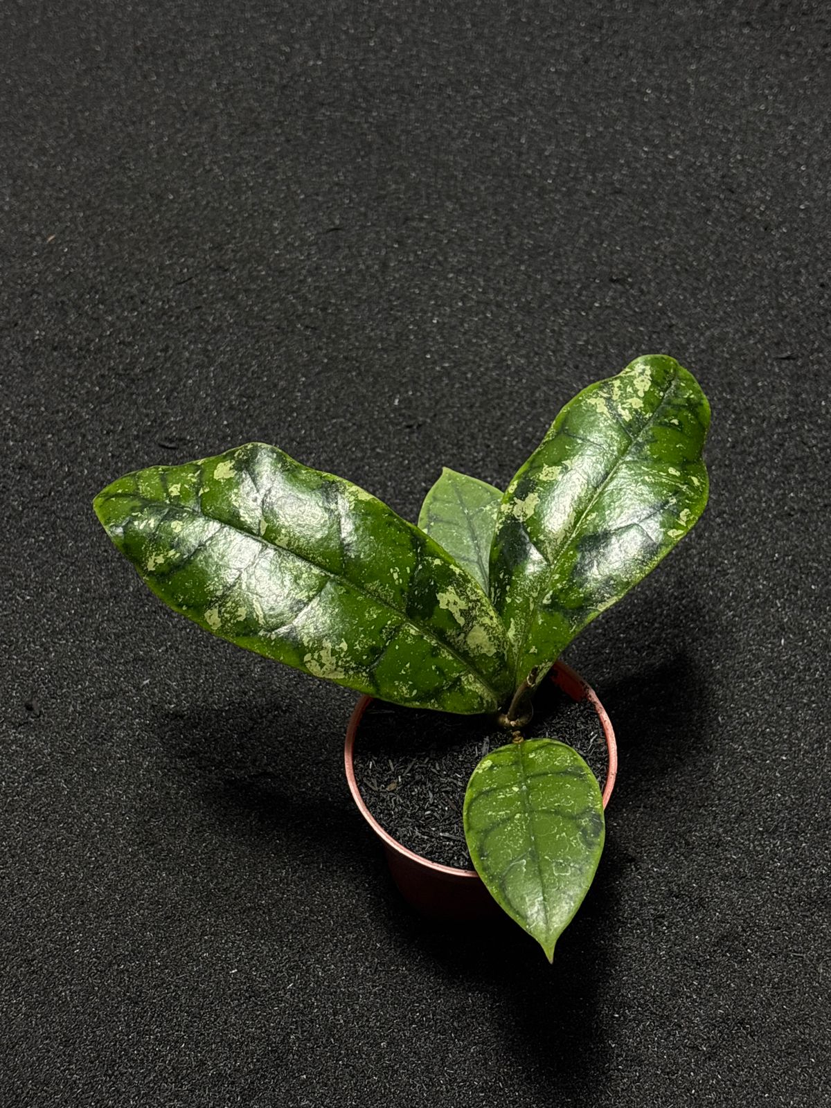Hoya Blue Stone