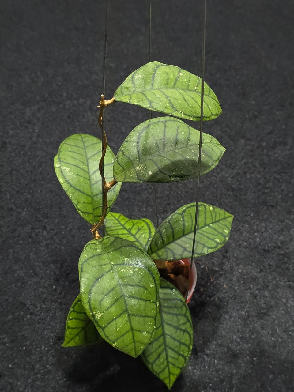 Hoya Calistophylla Spider