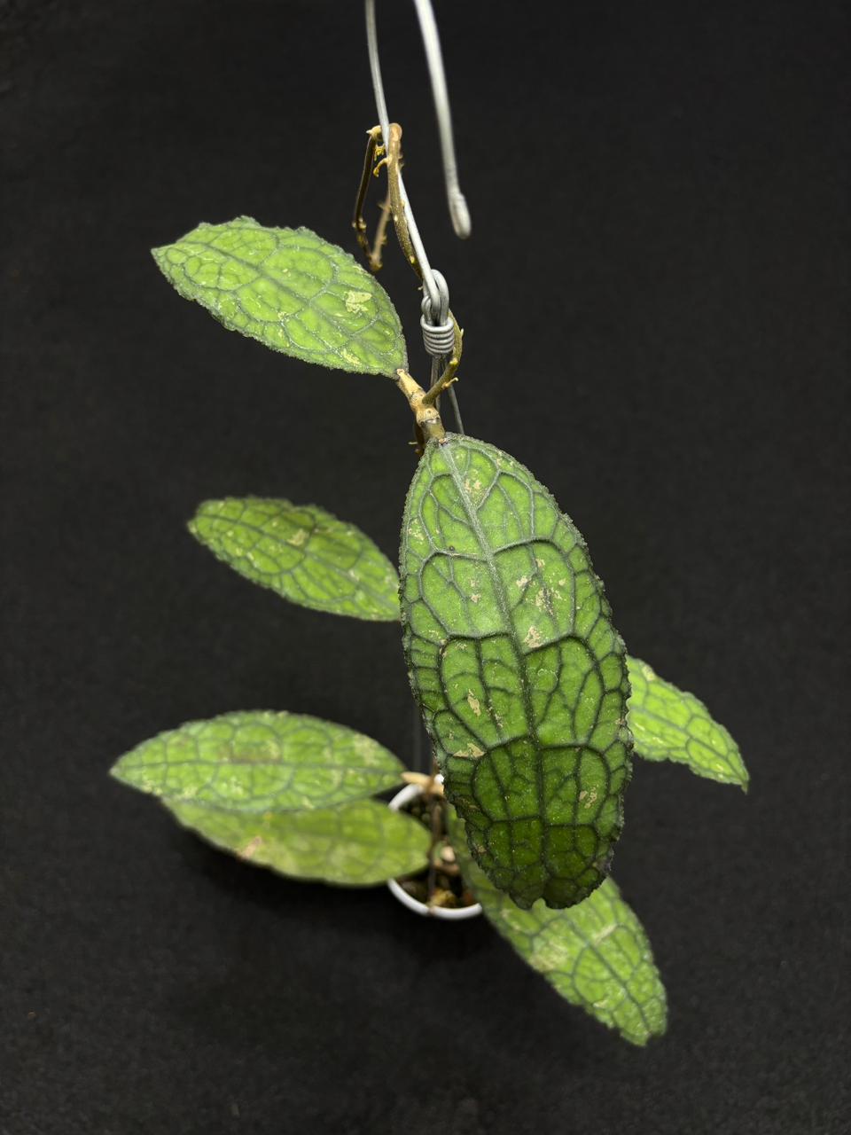 Hoya Clemensiorum Kemiri
