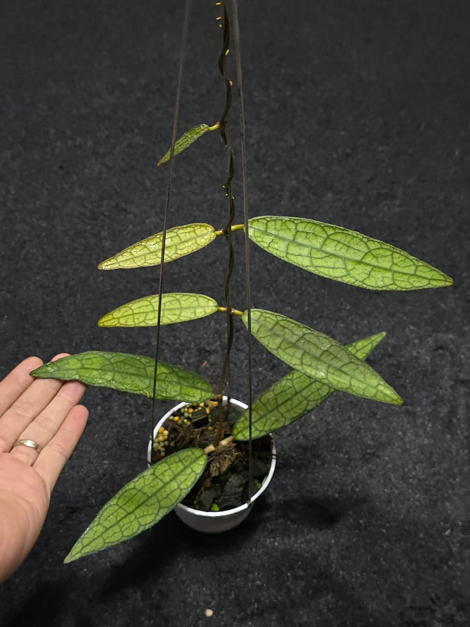 Hoya Clemensiorum Python