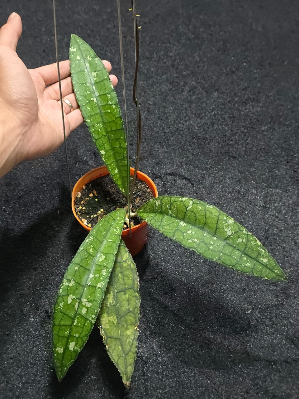 Hoya Clemesiorum Alligator