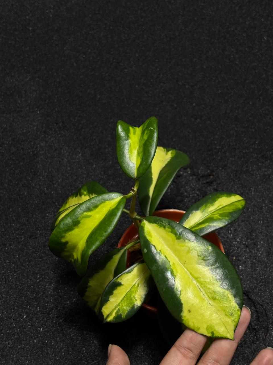 Hoya Diversifolia Maharani