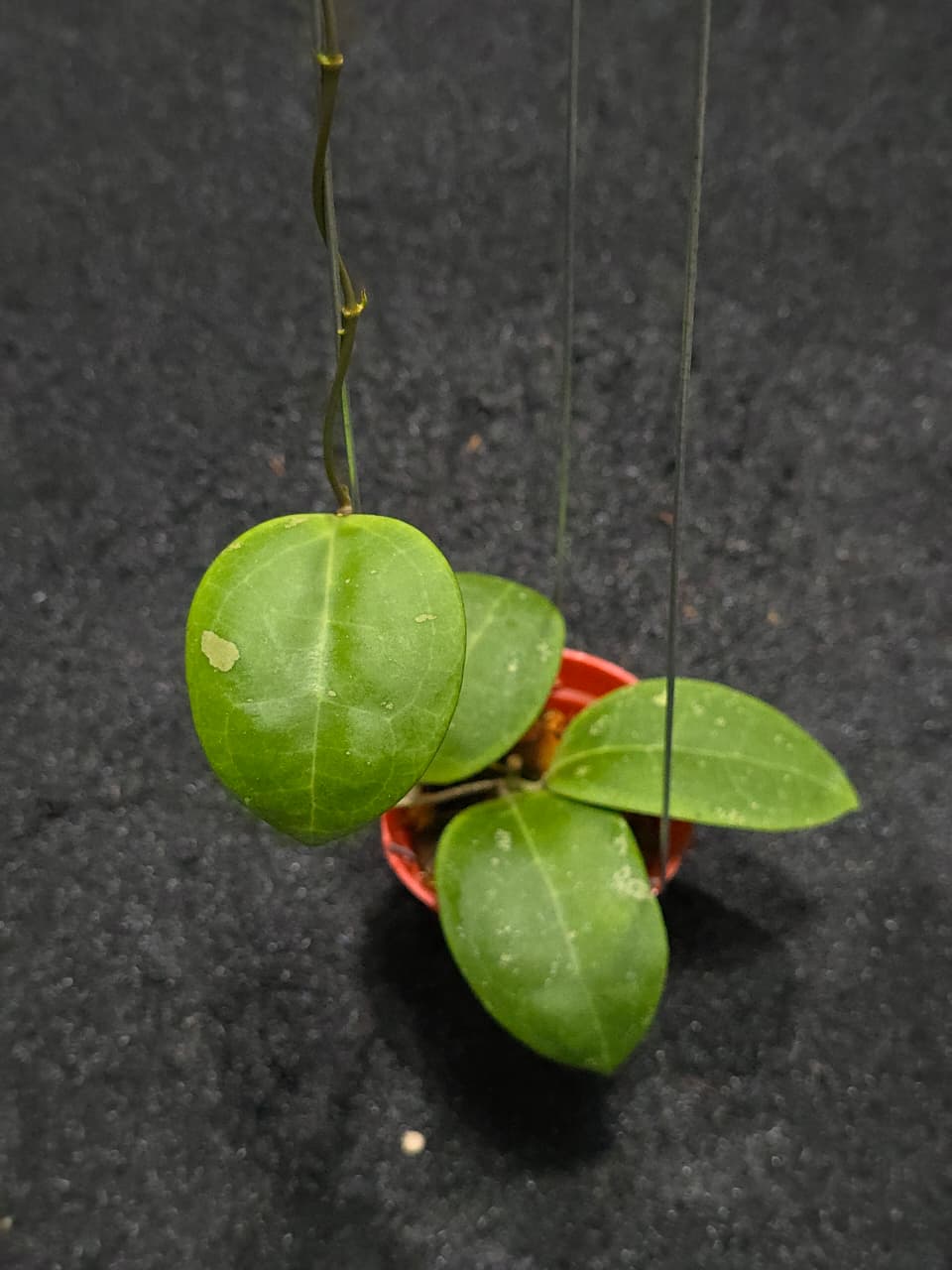 Hoya Dolichosparte Turtle (M)