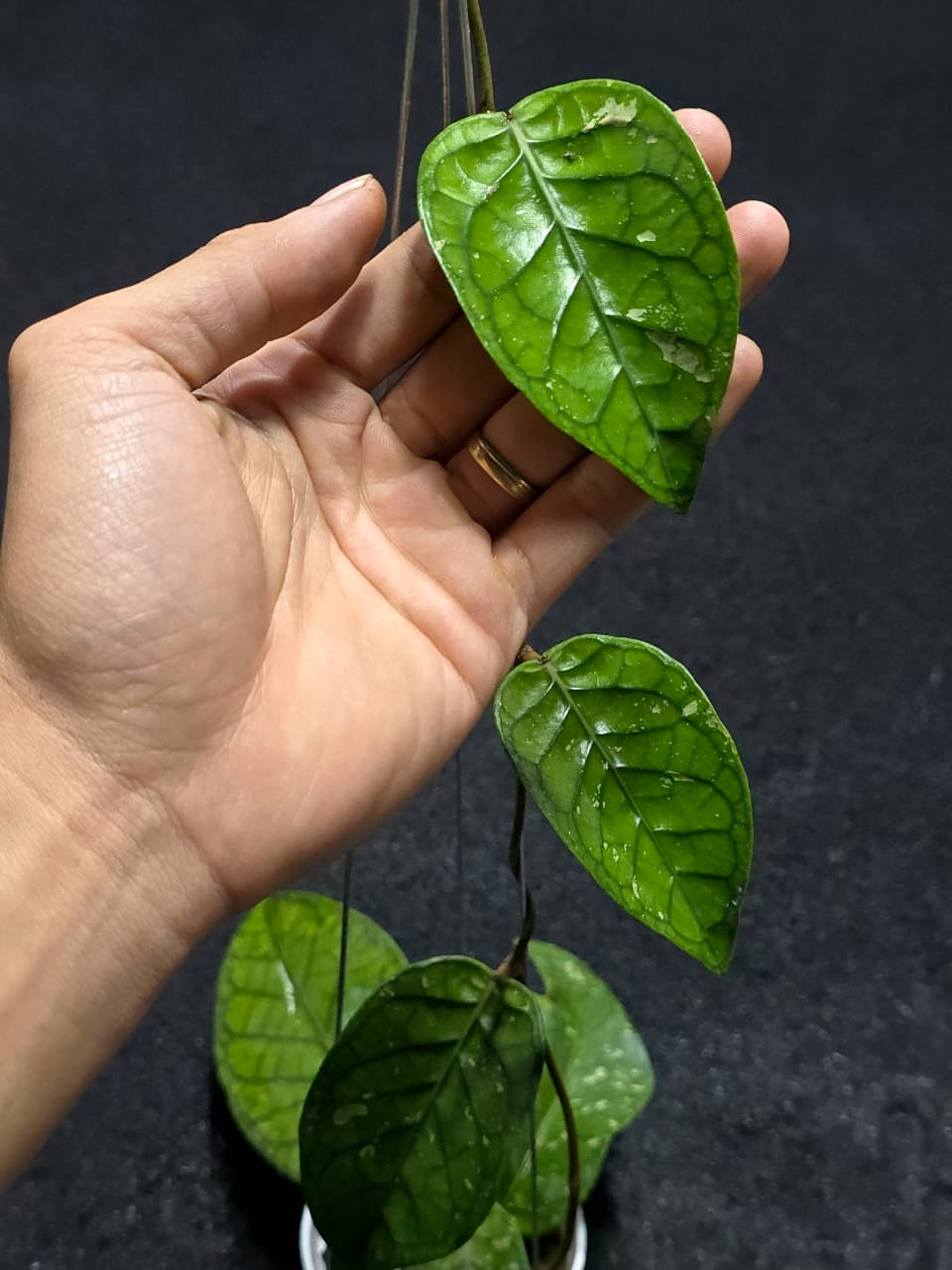 Hoya Dragon Heart