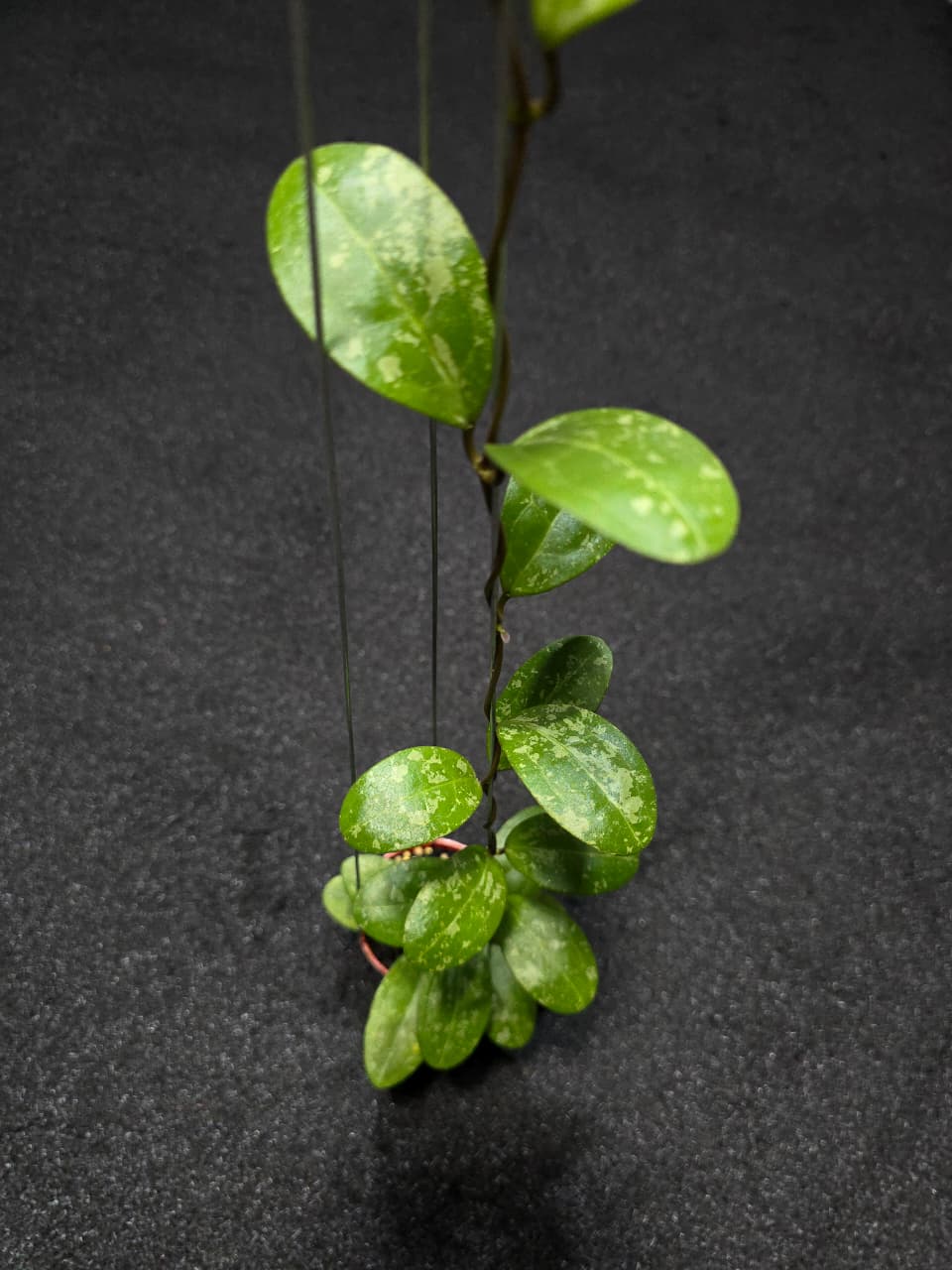 Hoya Eliptica Splash