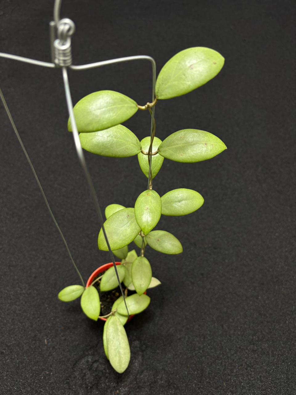 Hoya Erythrostemma