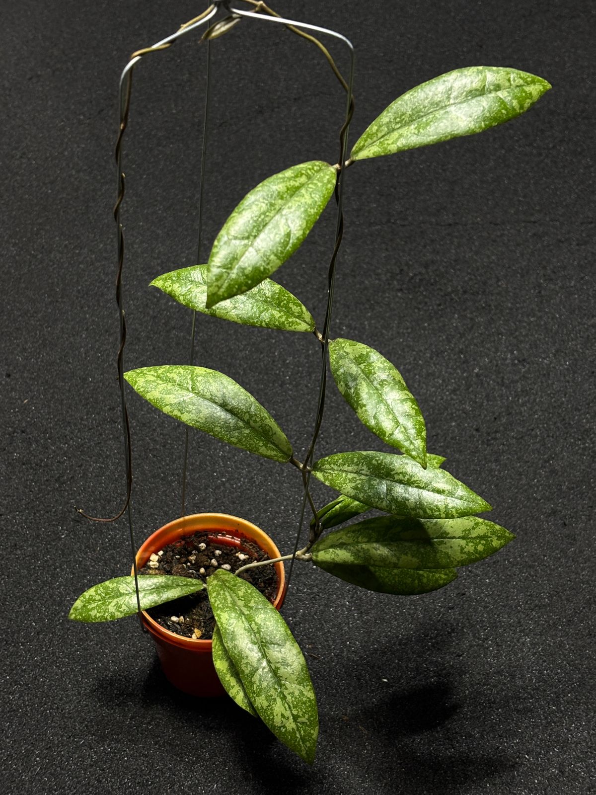 Hoya Finlaysonii Silver (L)