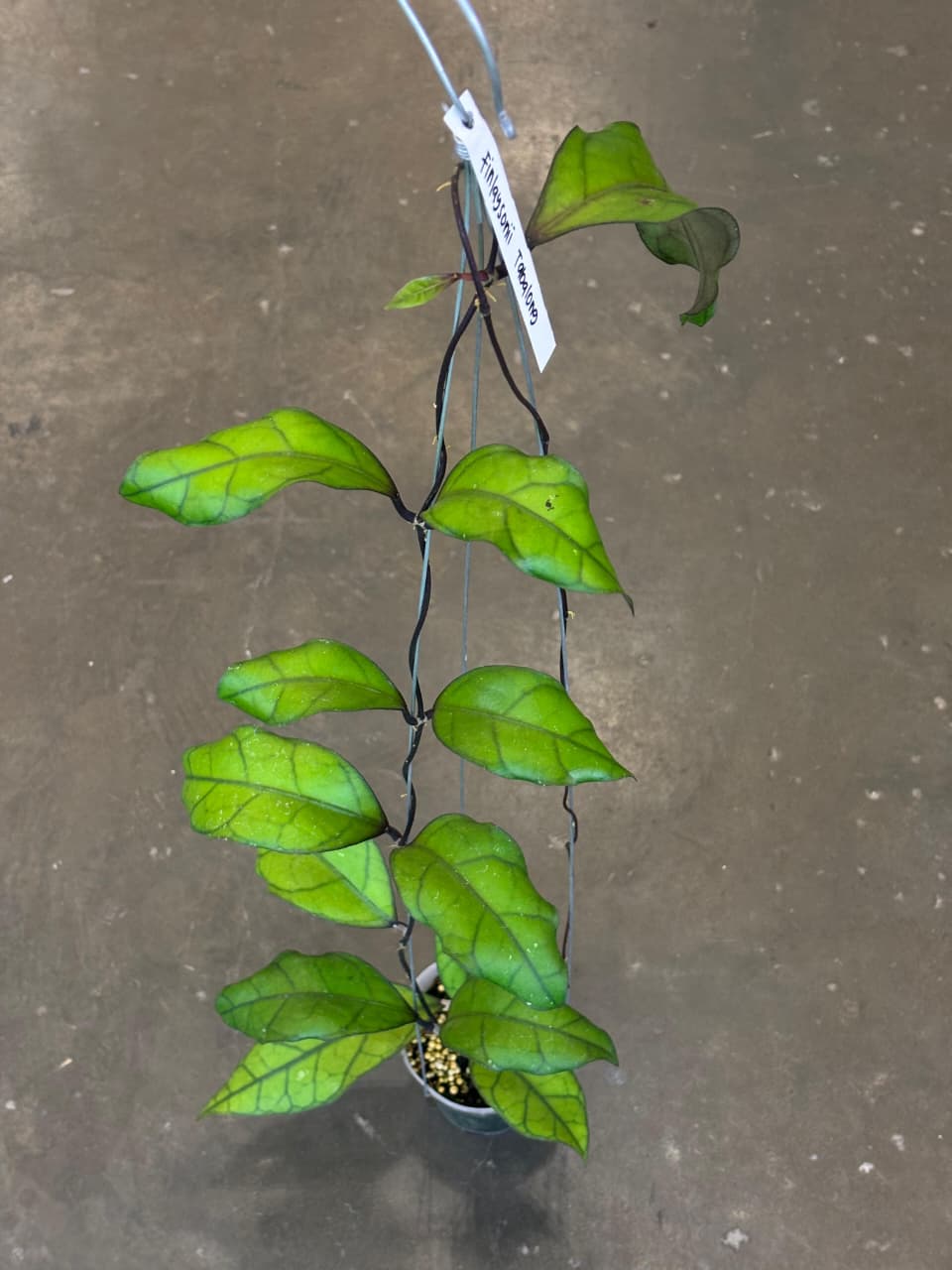 Hoya Finlaysonii Sp Tabalong (Black)