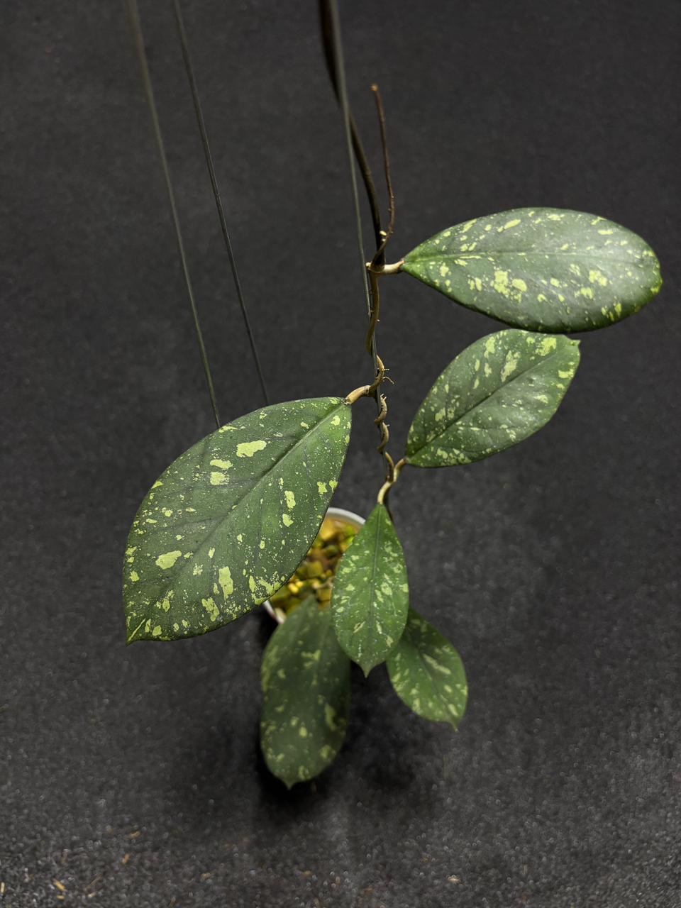 Hoya Green Hollow