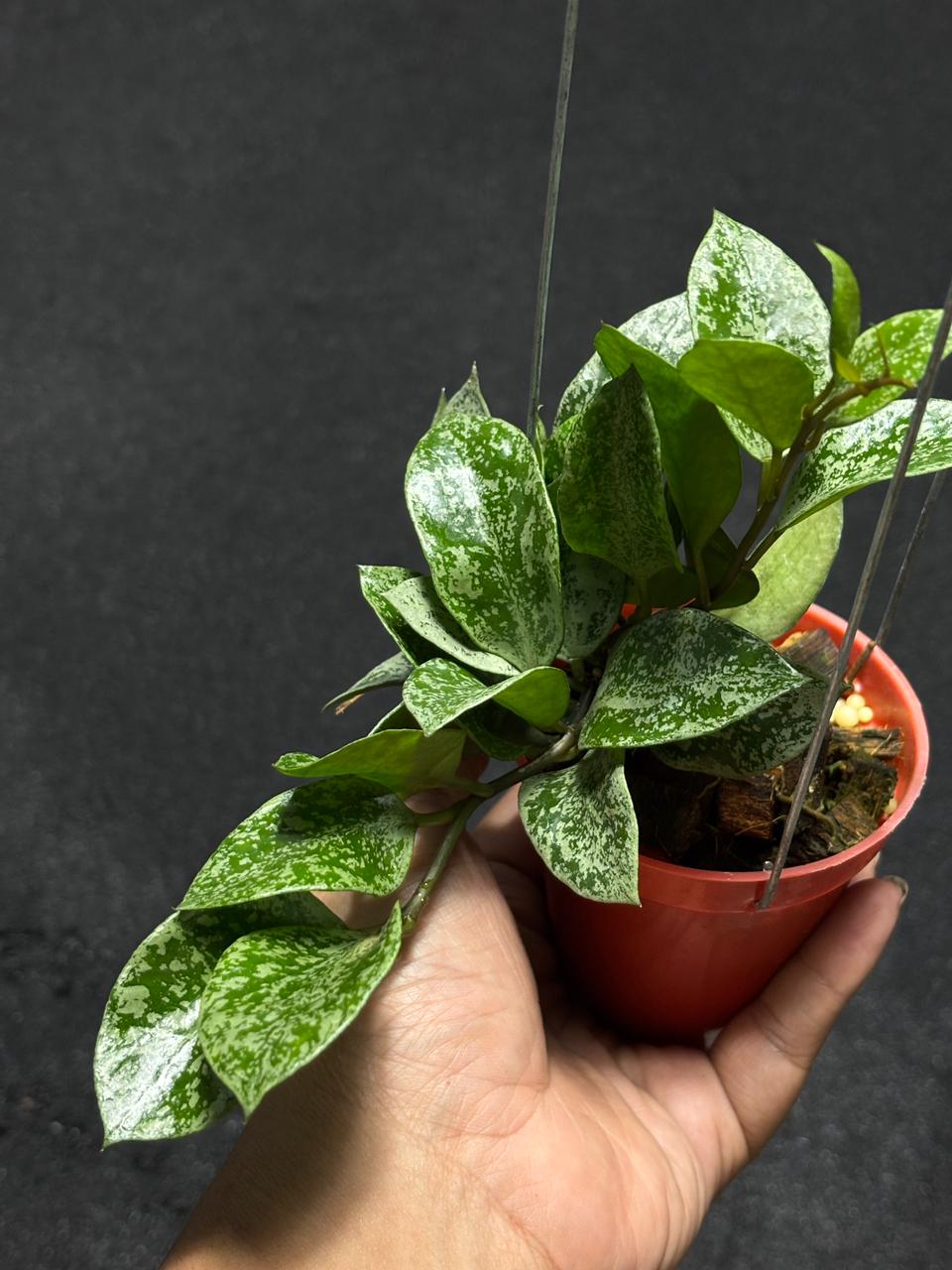 Hoya Lacunosa Gayung