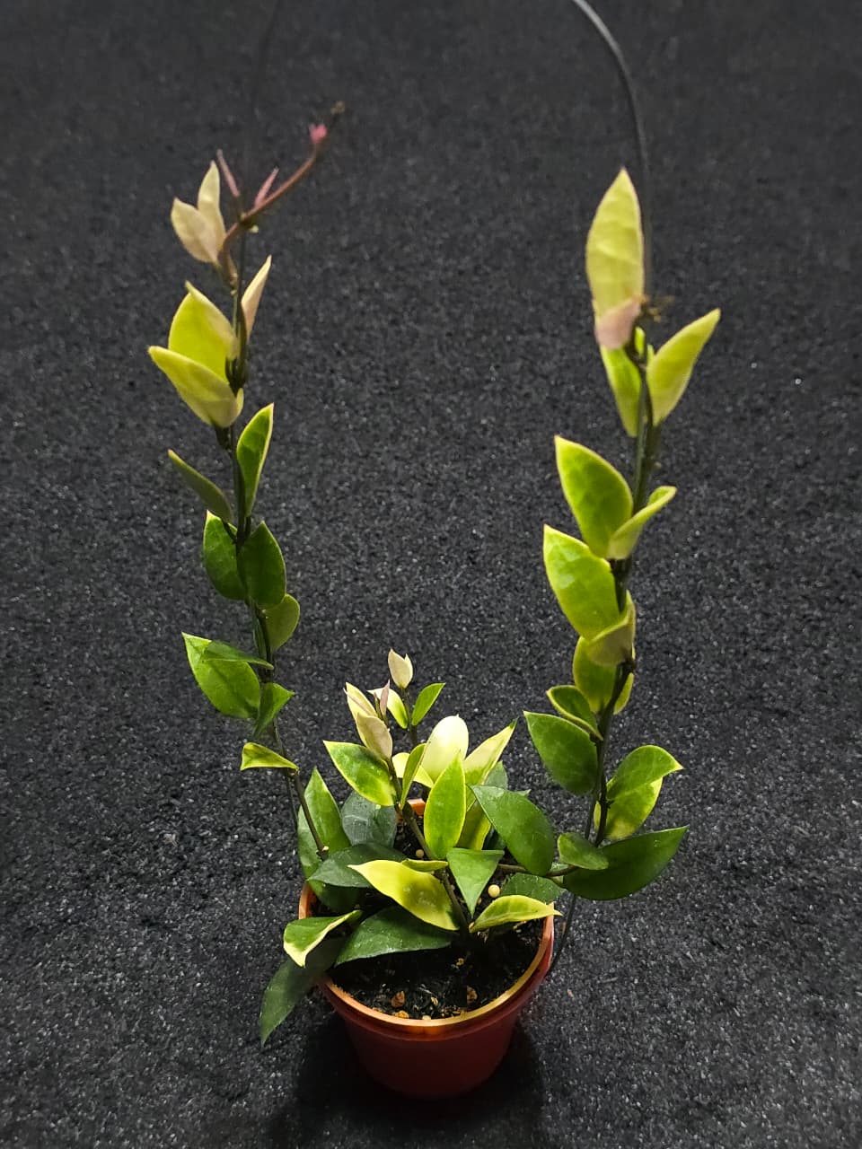 Hoya Lacunosa Kayas