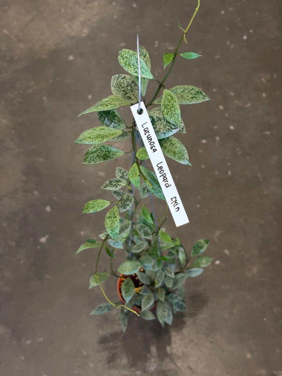 Hoya Lacunosa Leopard Skin