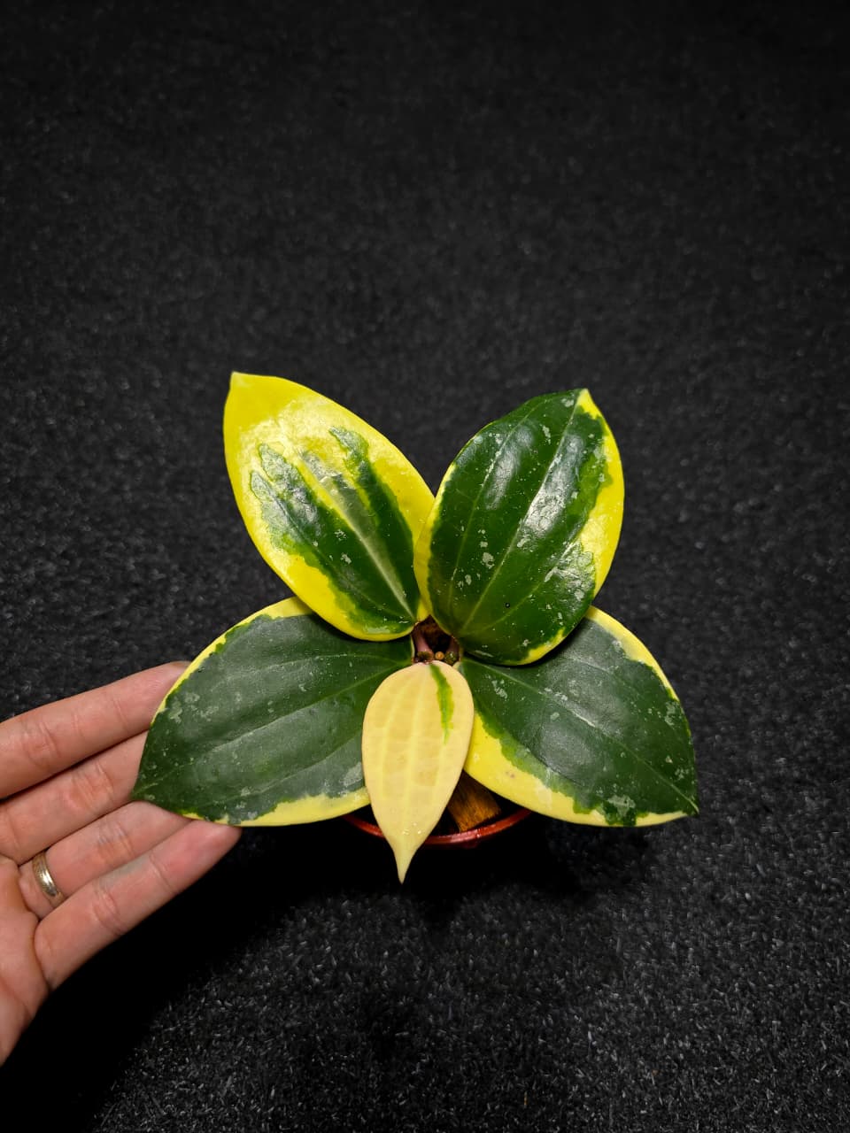 Hoya Latifolia Sp Albo Round