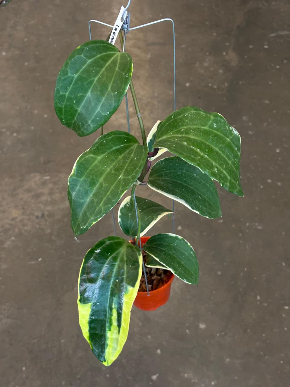 Hoya Latifolia Sp West Java