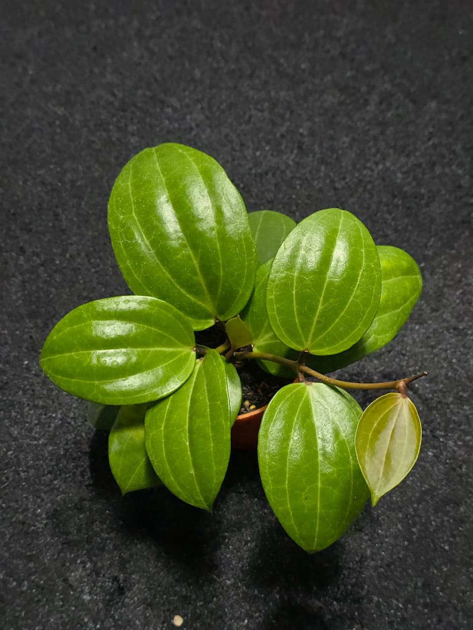 Hoya Latifolia Watermelon
