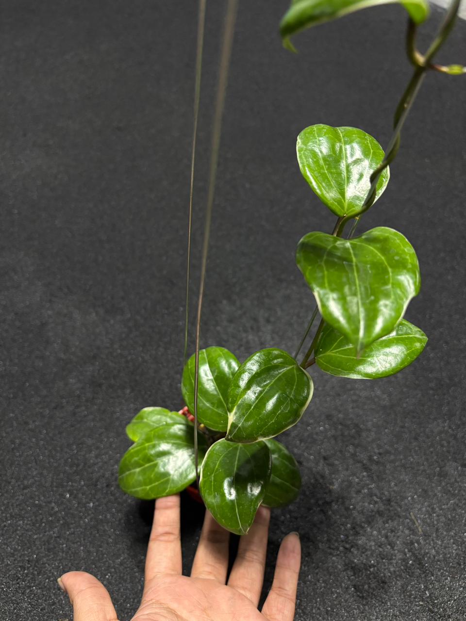 Hoya Little Plu