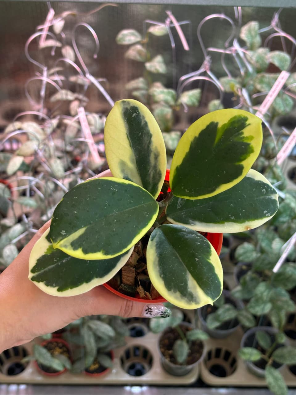 Hoya Obovata Albomarginata