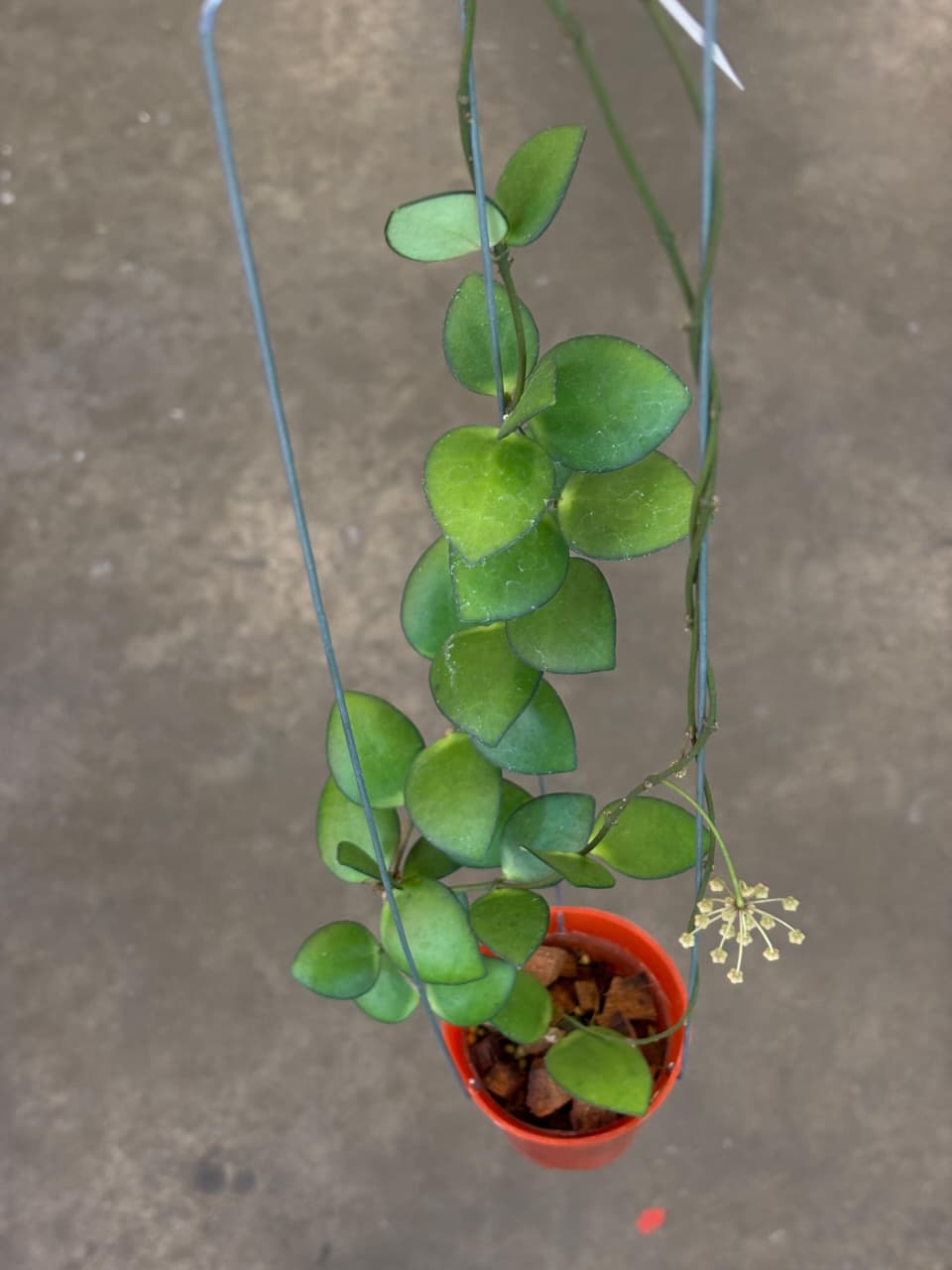 Hoya Palta Green